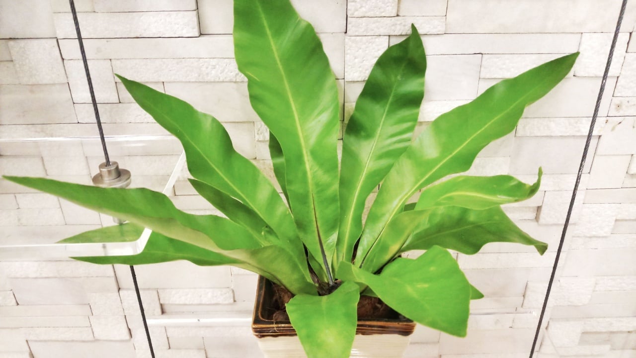 Bird&rsquo;s-nest ferns or Scientific name is Asplenium nidus L.These beautiful, bright green ferns in the room decoration.
