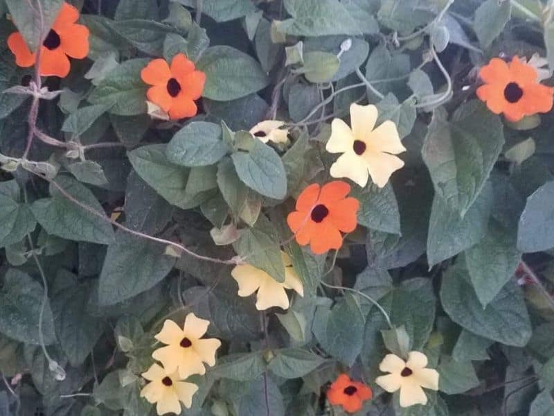 Yellow and orange black eye susan