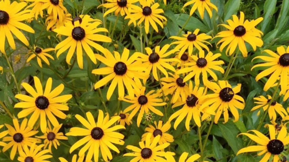 black eyed Susan flowers.