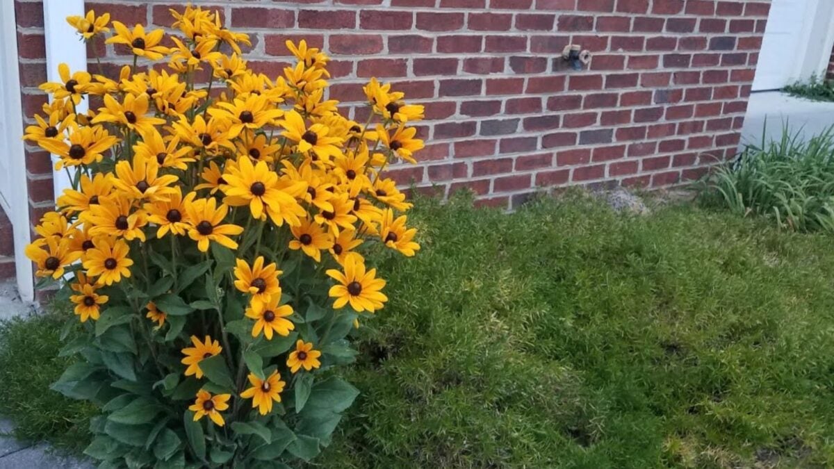 black eyed Susan flowers. 