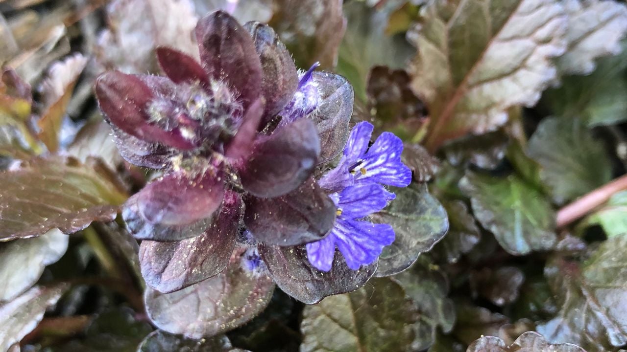 Black Scallop Ajuga (Ajuga reptans &lsquo;Black Scallop&rsquo;)&nbsp;