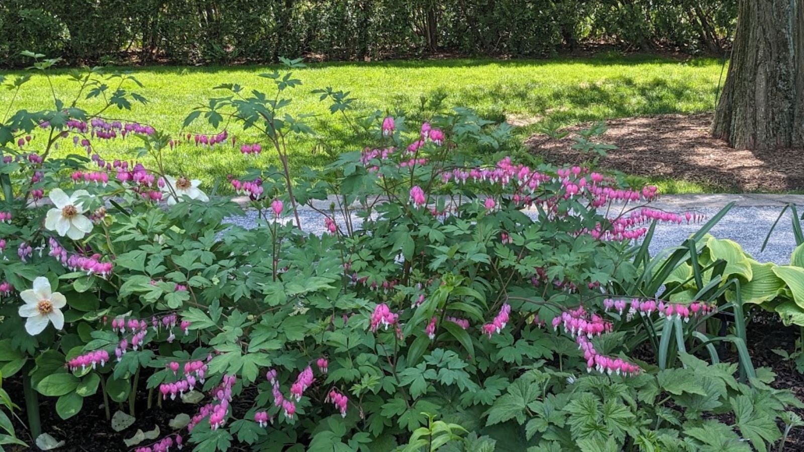 Bleeding heart flowers and white single peonies under a tree.