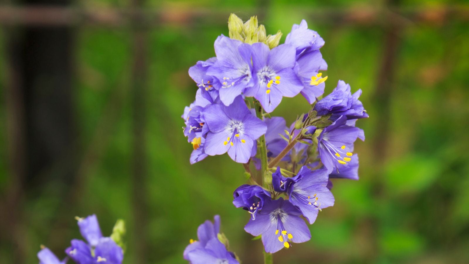 Jacob's ladder in bloom.