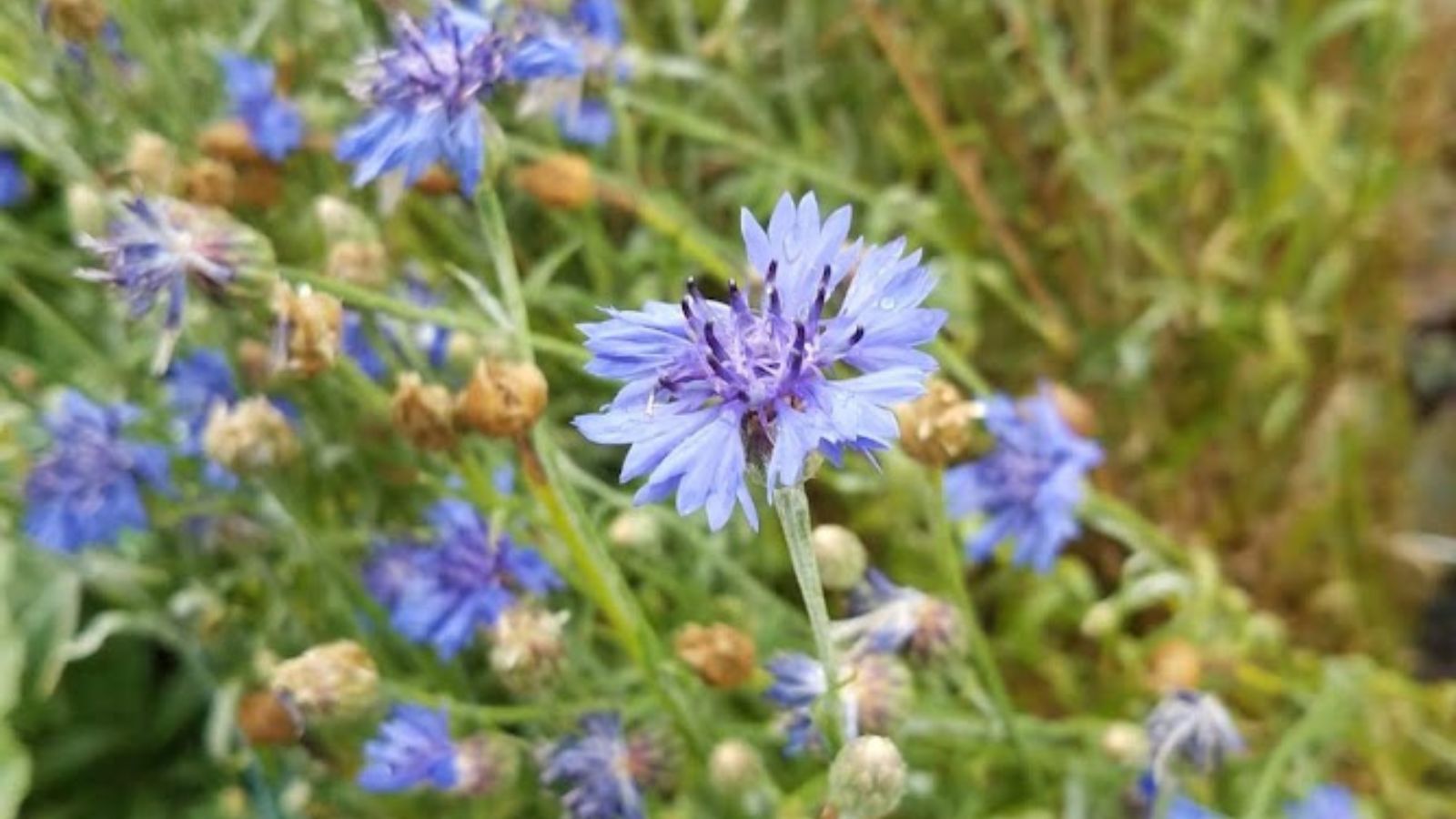 pale blue bachelor's button flowers. 