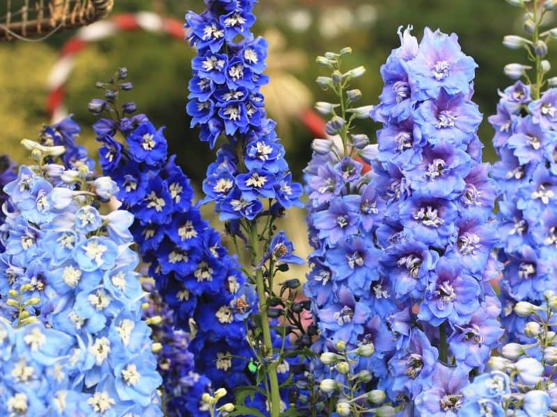 Blue delphiniums