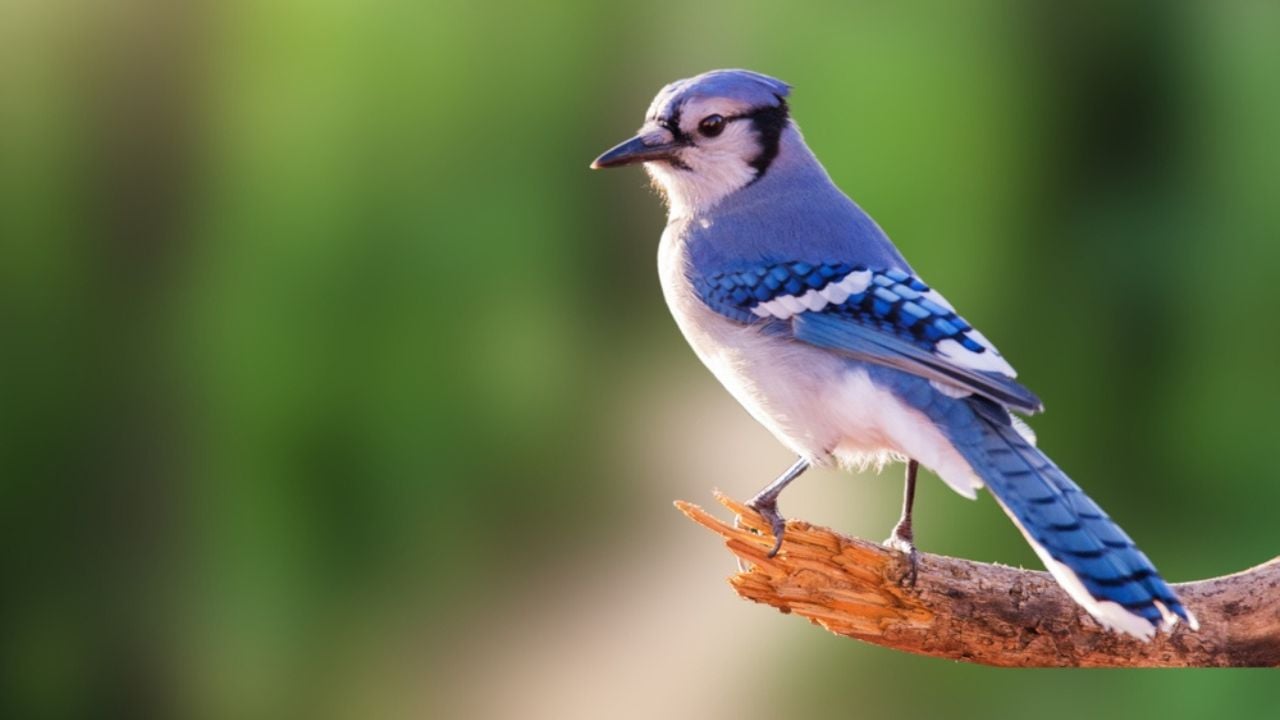 Blue Jay Bird on Green Background