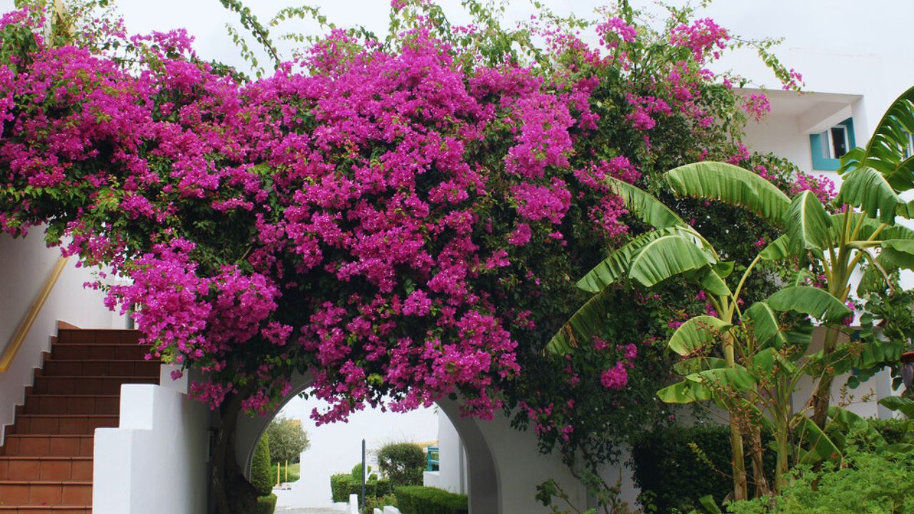 Bougainvillea flower by a greek house