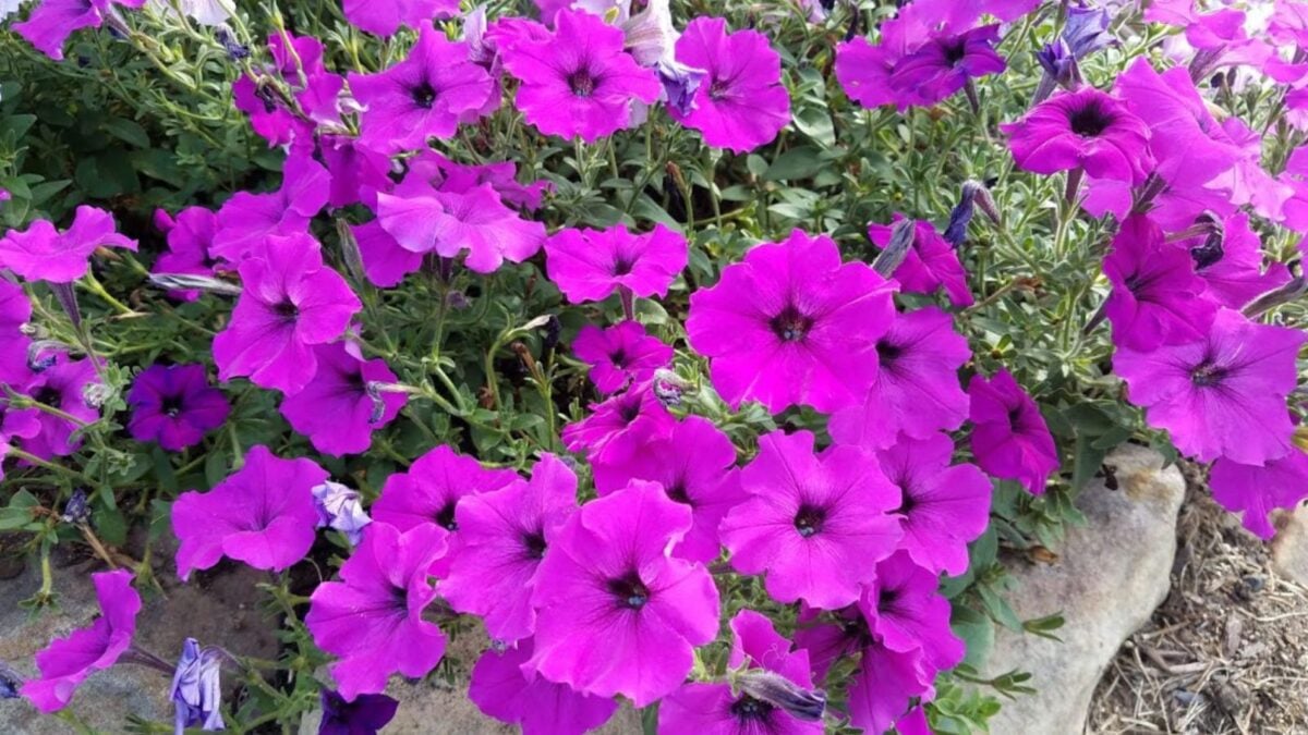 bright pink petunia flowers.