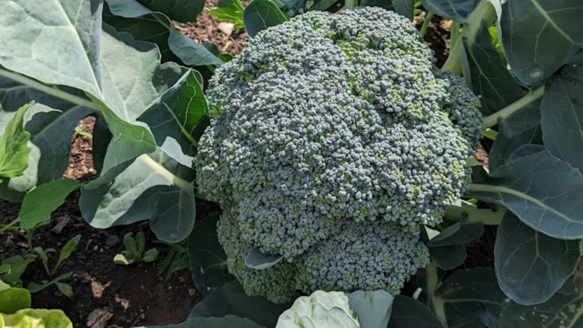 a head of broccoli in the garden ready to be harvested.