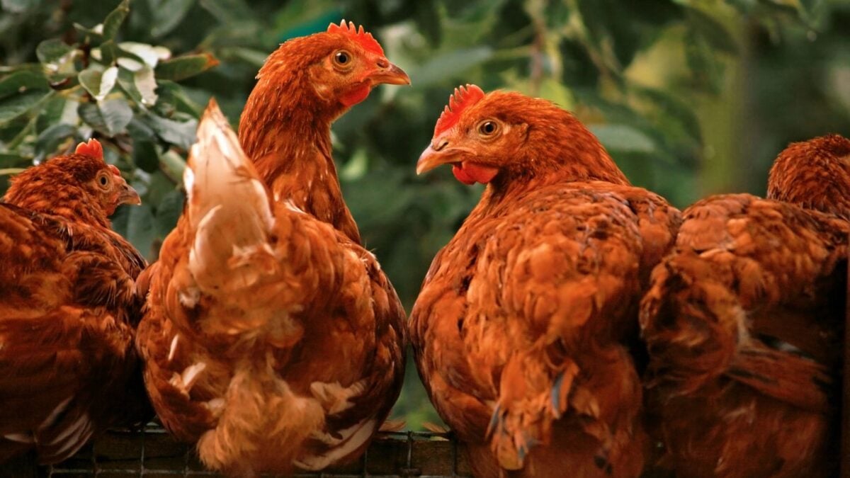 brown chickens on a roost. 