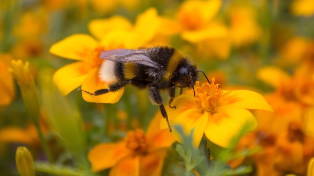 Bumblebee collecting nectar yellow flower