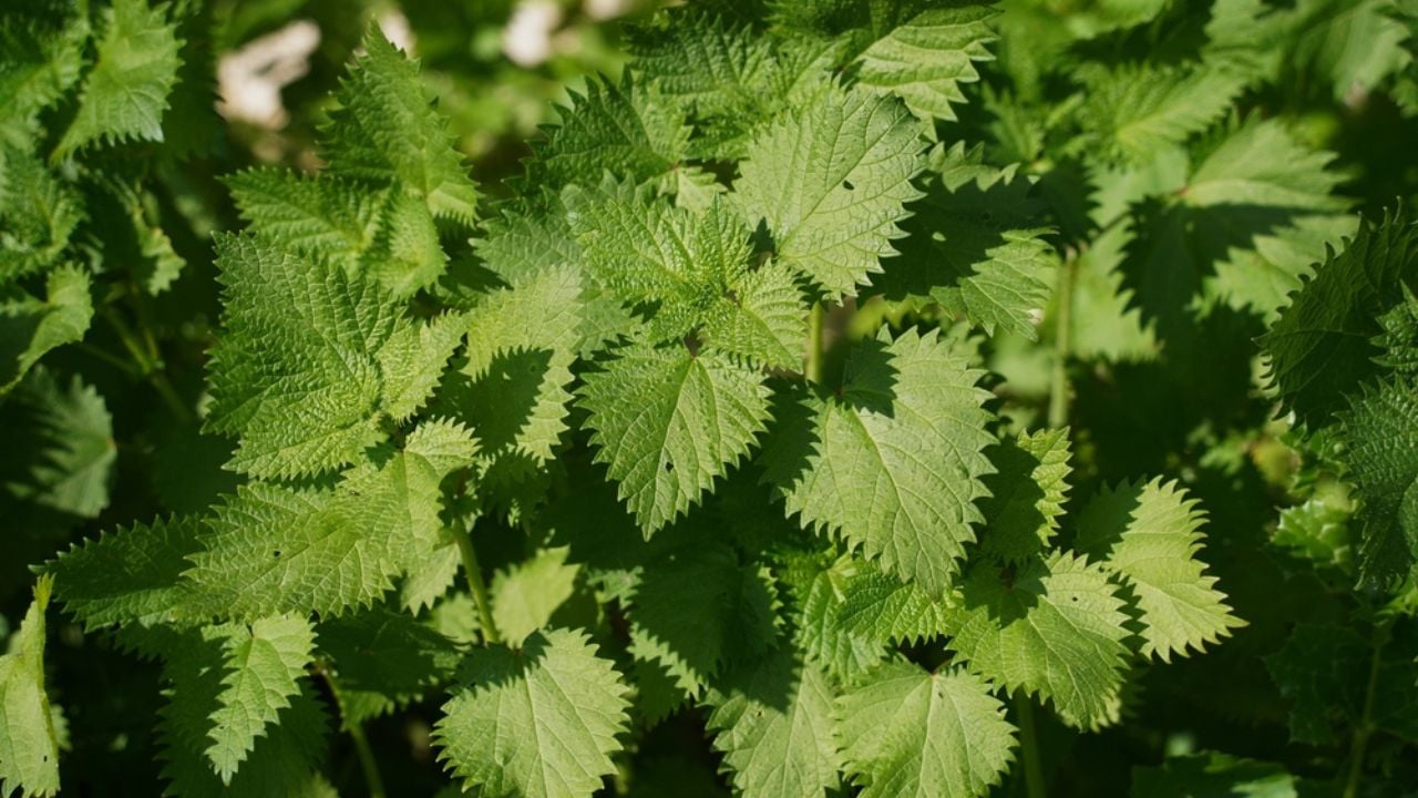 Bush of stinging-nettles. Nettle leaves. Top view. Botanical pattern. Greenery common nettle.