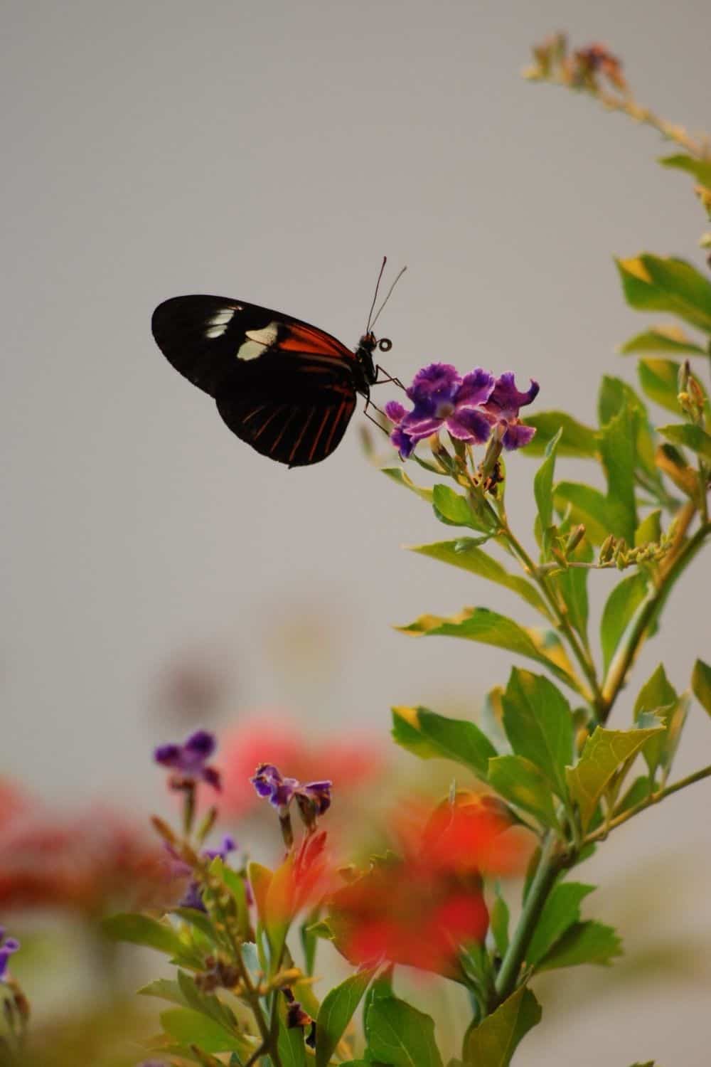 butterfly garden