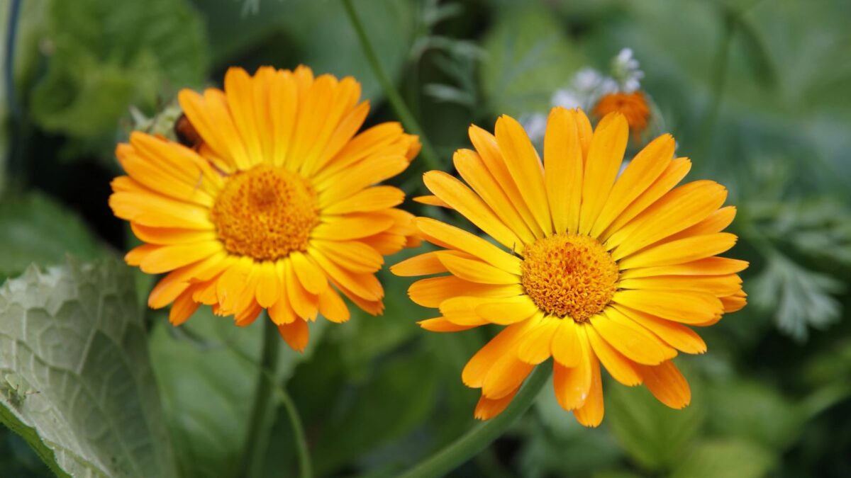 calendula flowers.