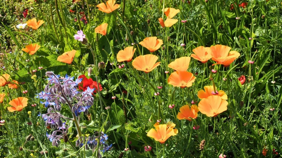 California poppies and borage on a wildflower field. 