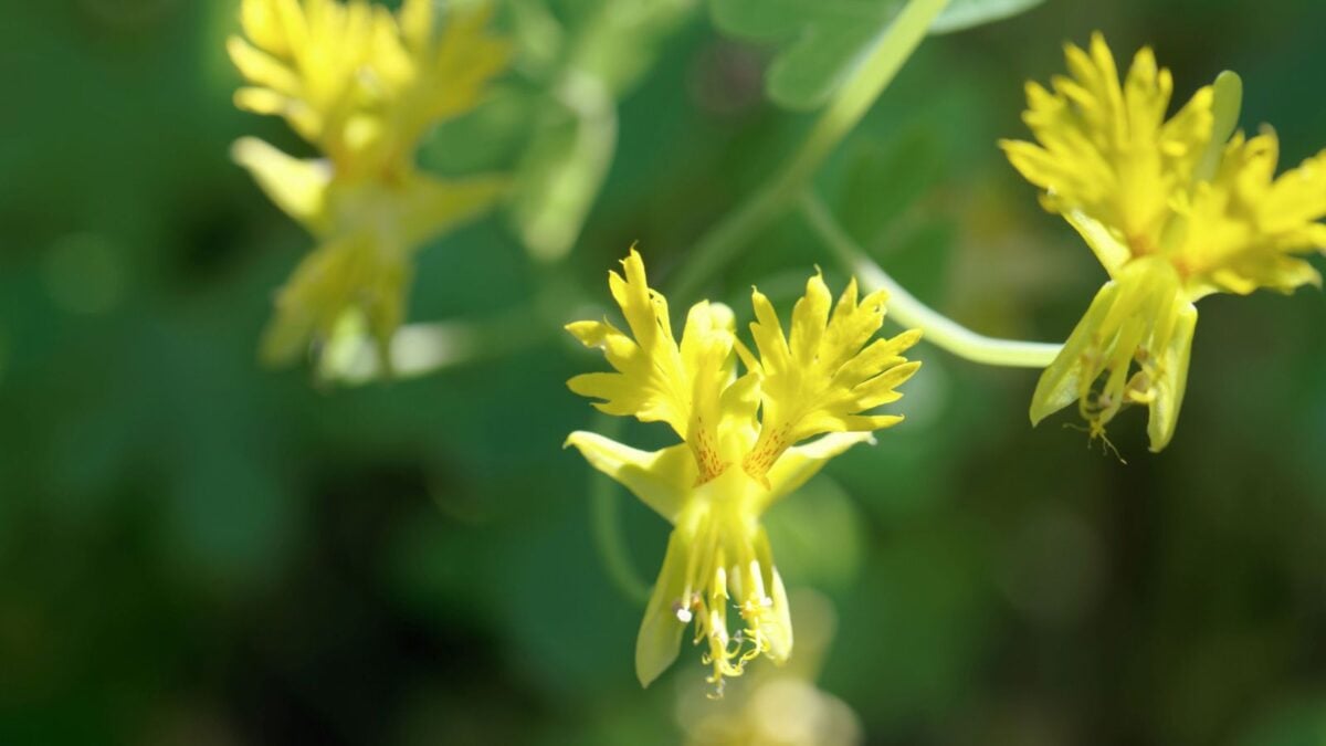 yellow canary creeper flowers. 