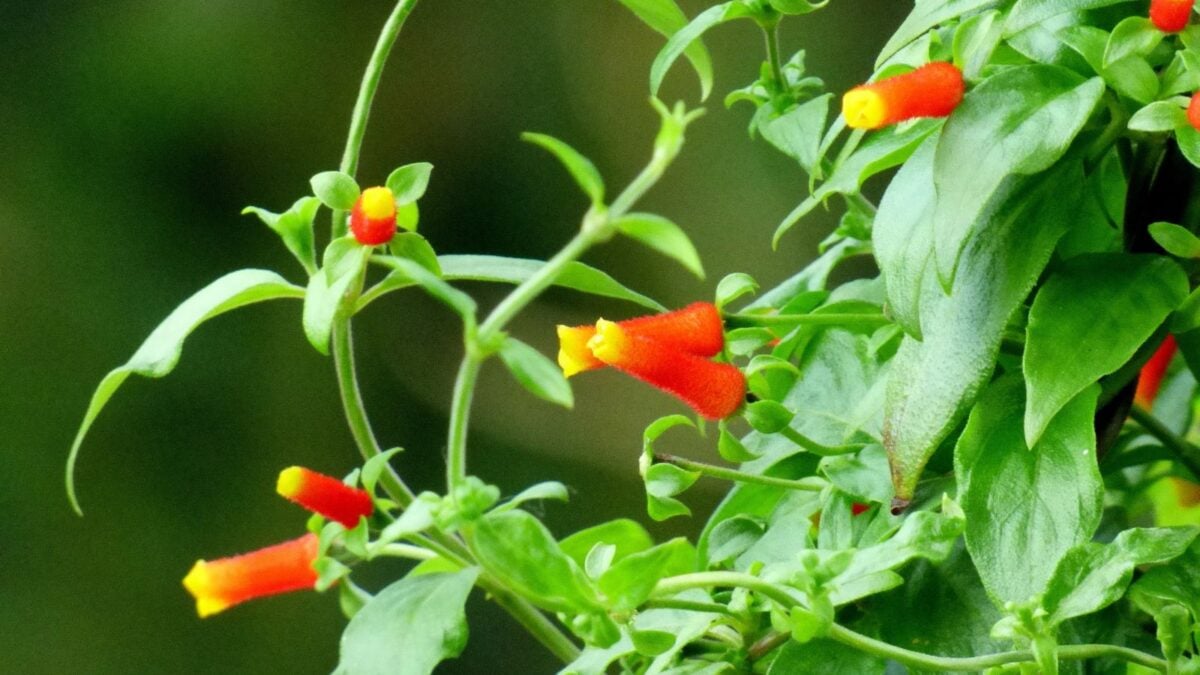 Candy corn vine.