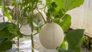 cantaloupe growing in a grow bag