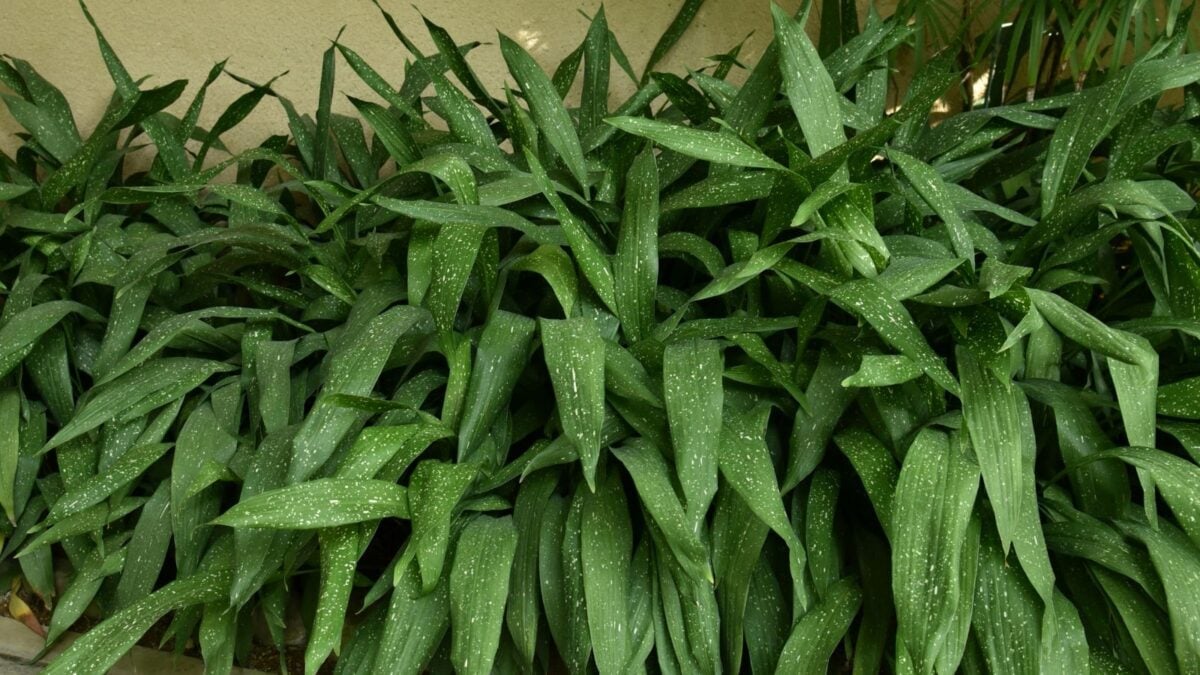 cast iron plant.