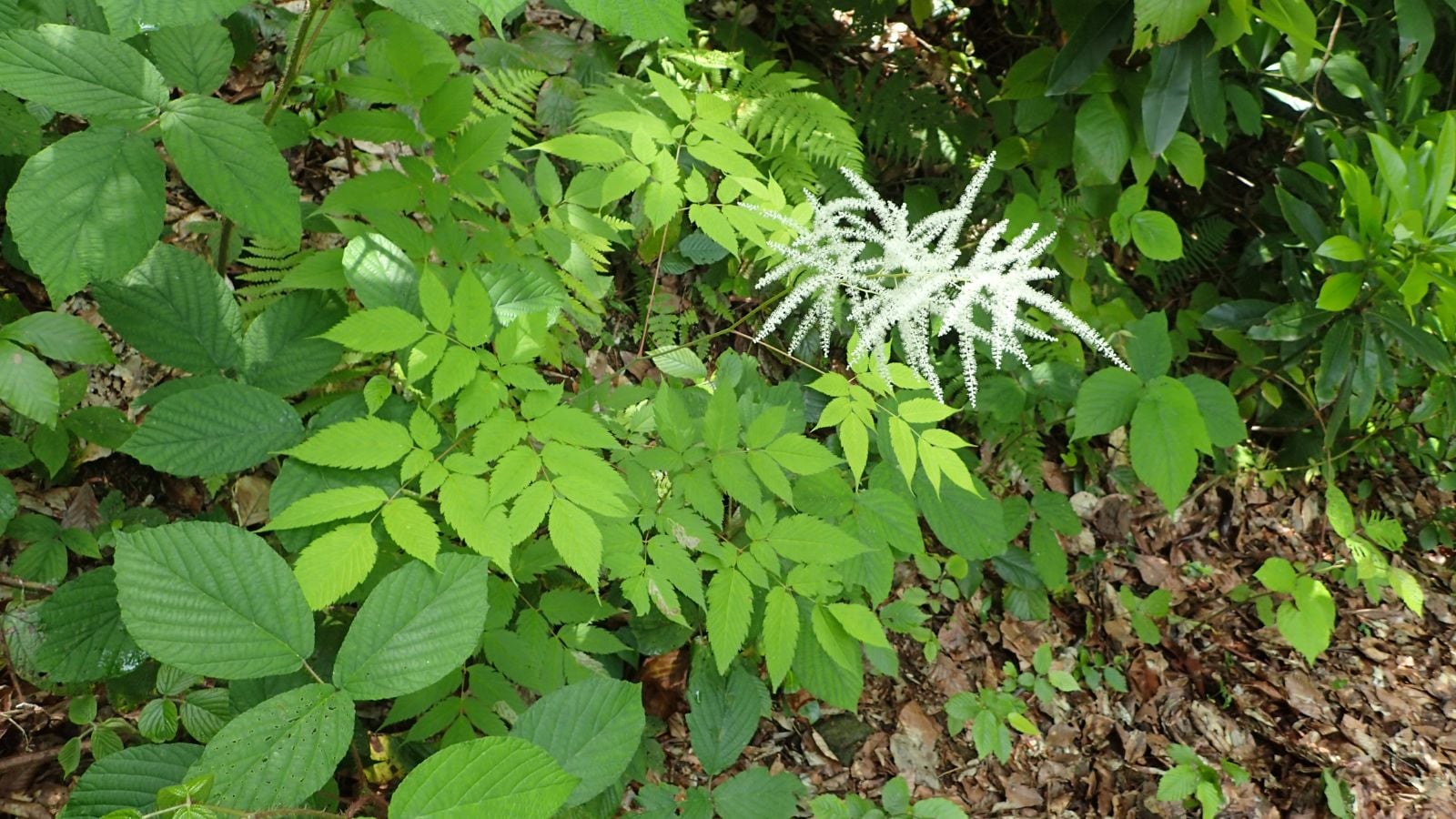Goat&rsquo;s Beard (Aruncus dioicus)