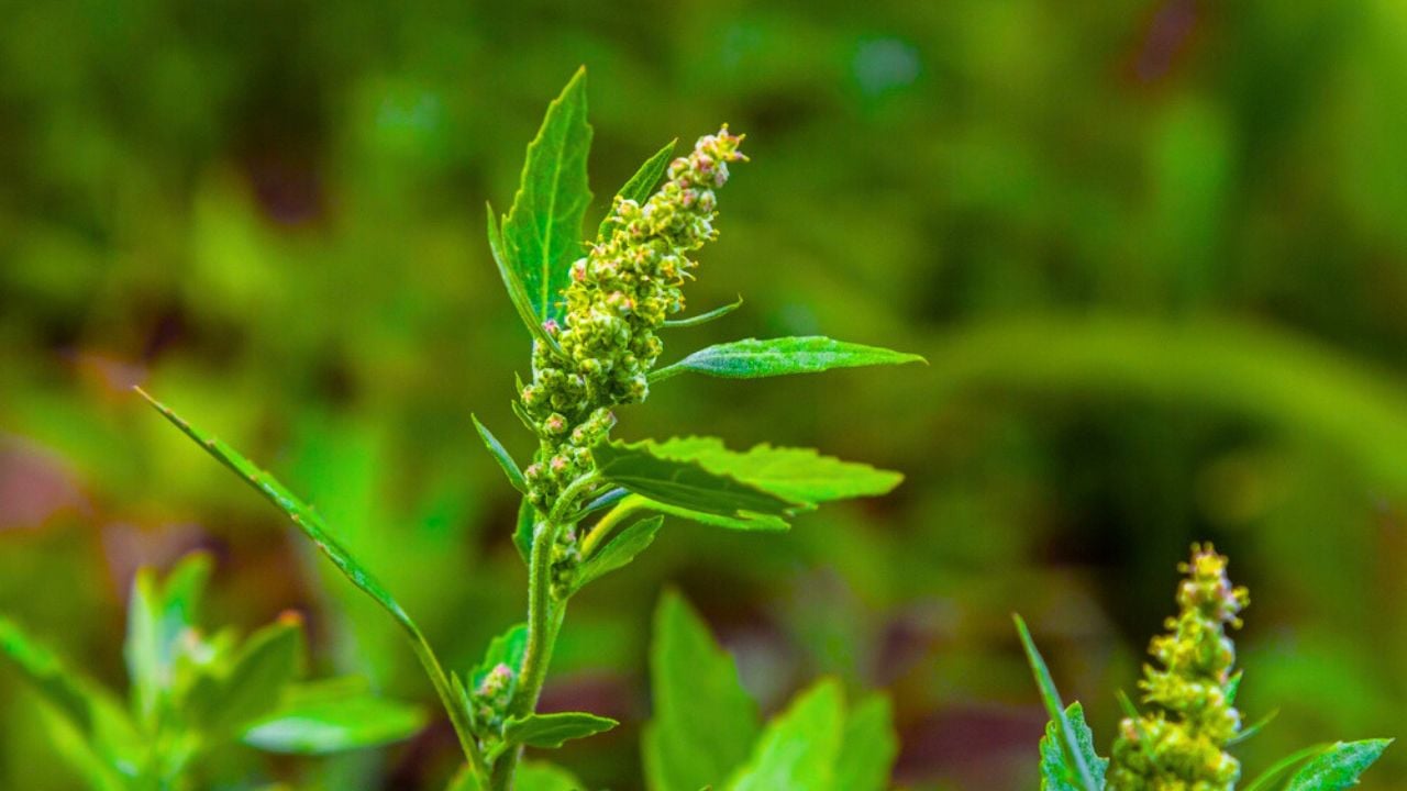 Chenopodium album, edible plant, common names include lamb's quarters, melde, goosefoot, white goosefoot, wild spinach, bathua and fat-hen.