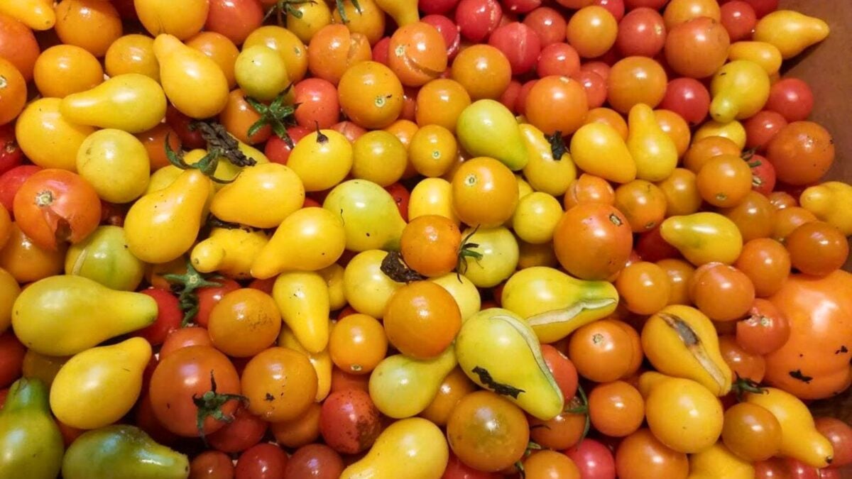 a variety of cherry, grape and pear shaped tomatoes.
