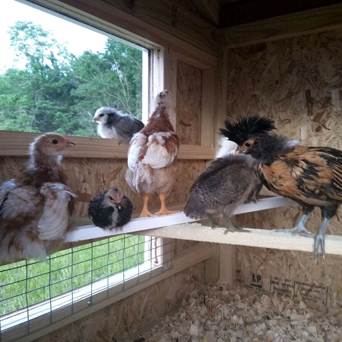 young chickens in their coop for the night