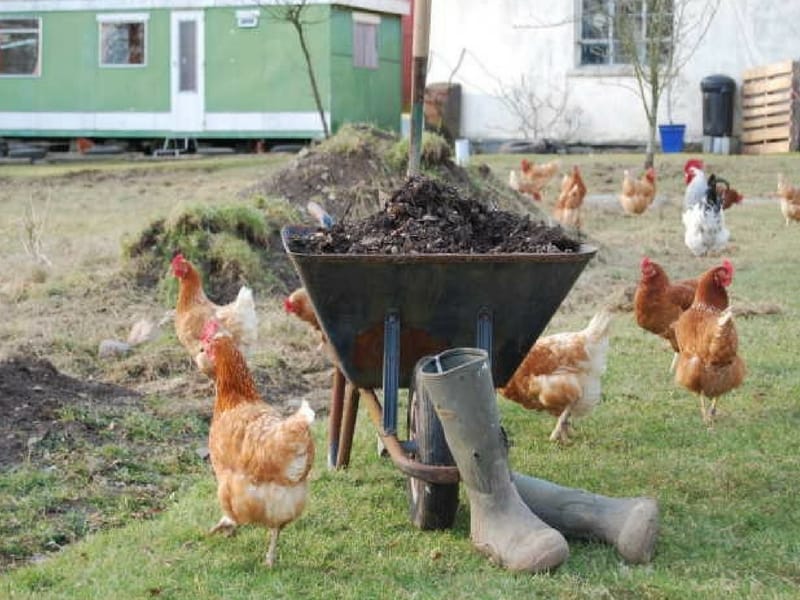 Chickens roaming arounds in our organic vegetable garden