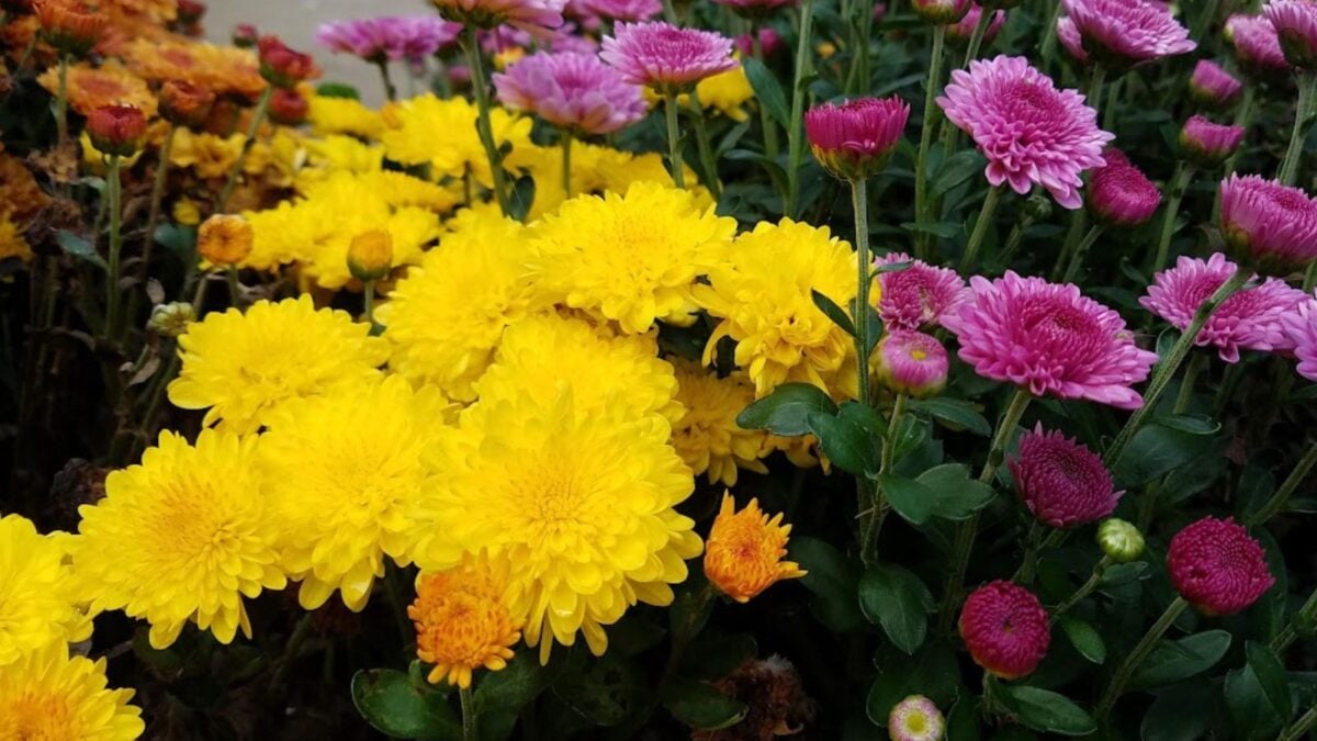 yellow and purple chrysanthemums.