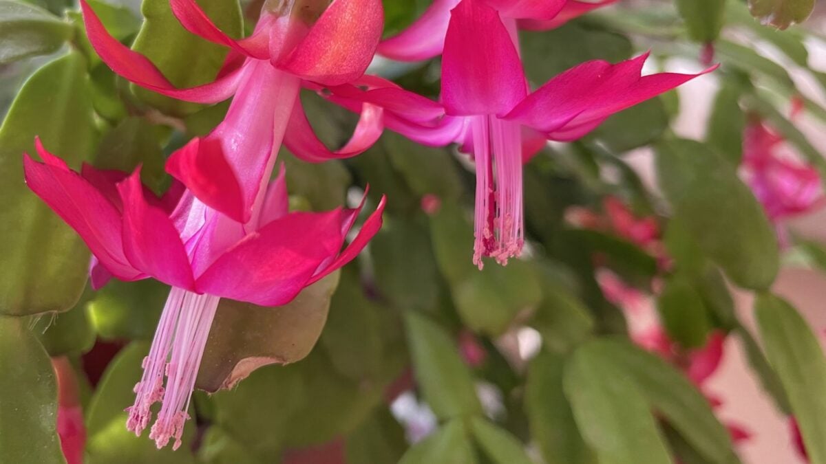 Christmas cactus flowers.