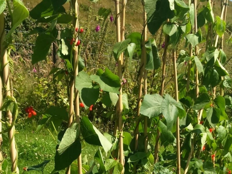 Climbing runner beans