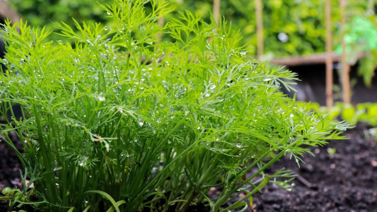 Close up of fresh dill plant growing in the garden, with copy space. Organic home gardening