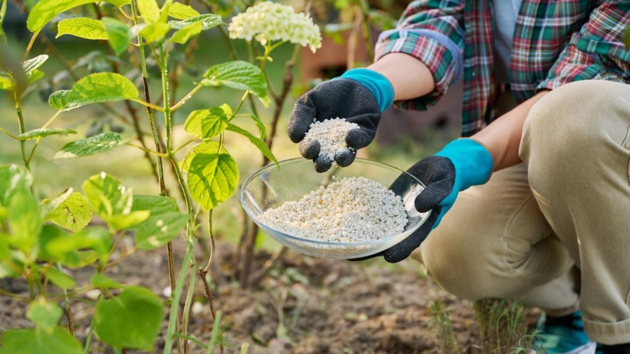 Close-up of hands with mineral fertilizers in garden on flower bed with green bushes