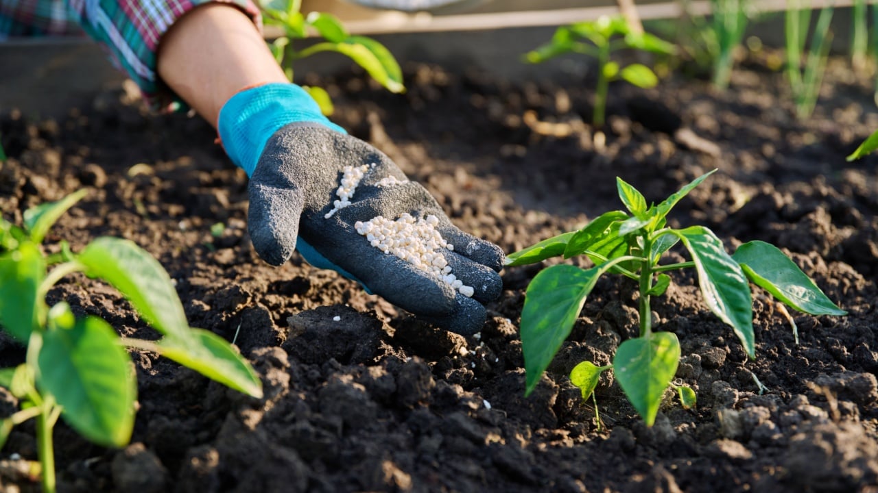Close up of mineral fertilizers in hands, fertilizing sweet bell pepper plant