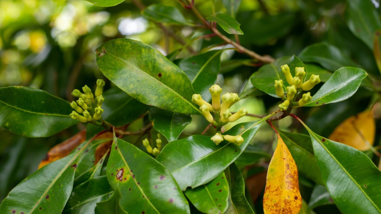 A closeup of a clove plant with green leaves in a garden
