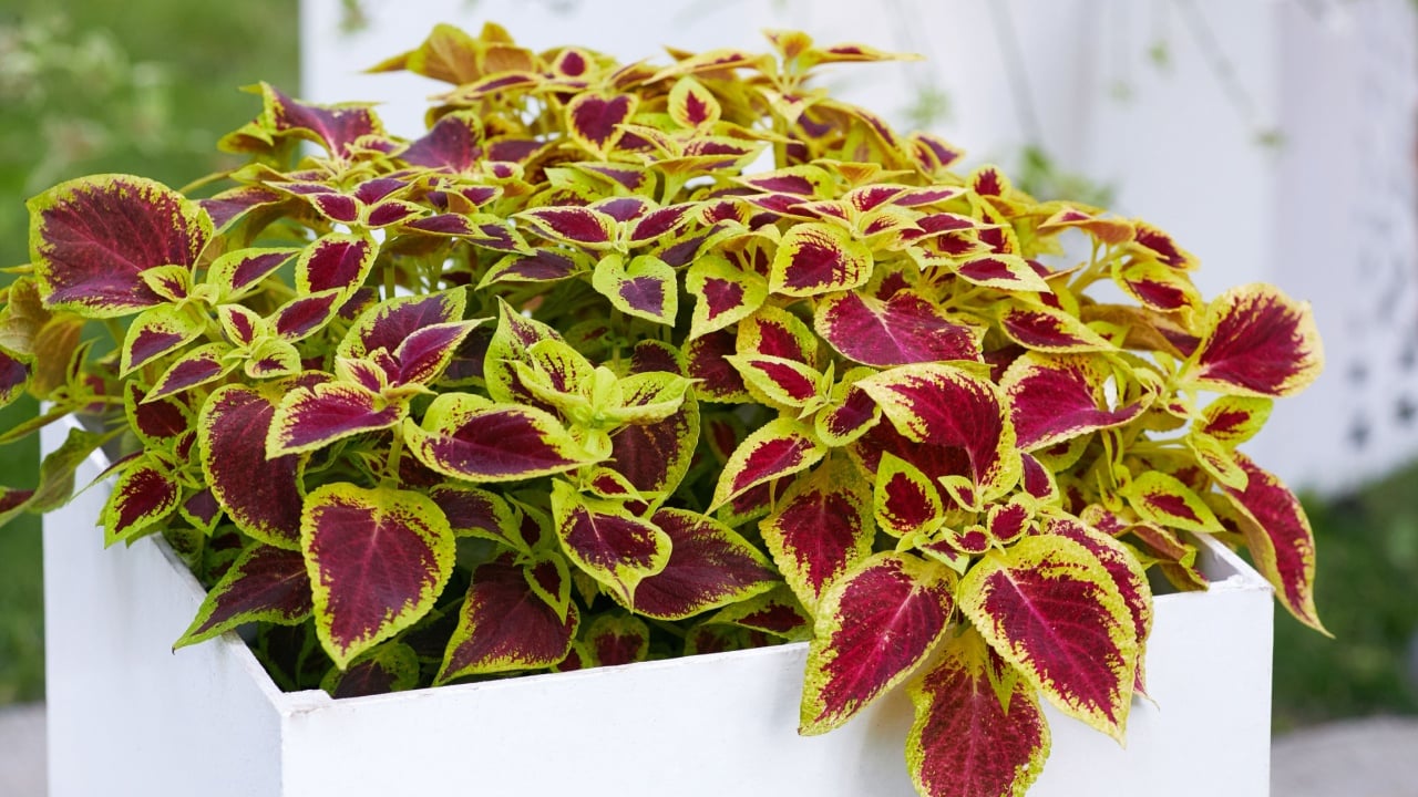 Coleus ('Defiance') plant foliage background