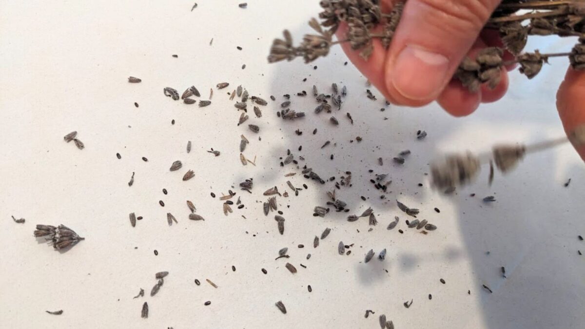 woman's hand shaking lavender to collect seeds. 
