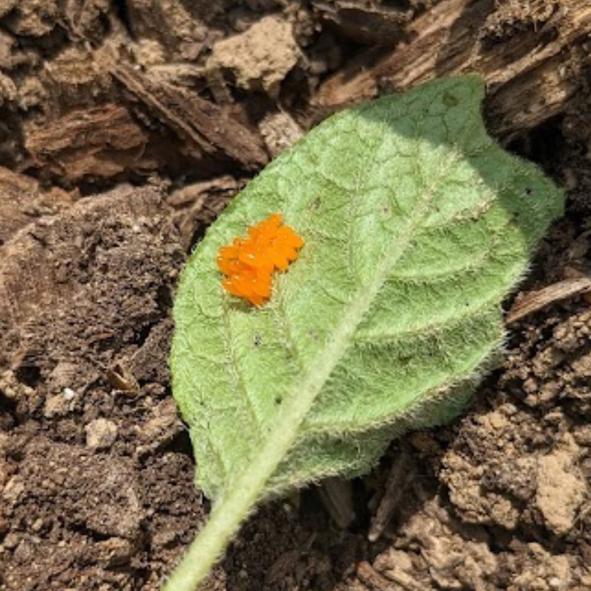 Colorado beetles eggs on the underside of a potato plant leaf. 