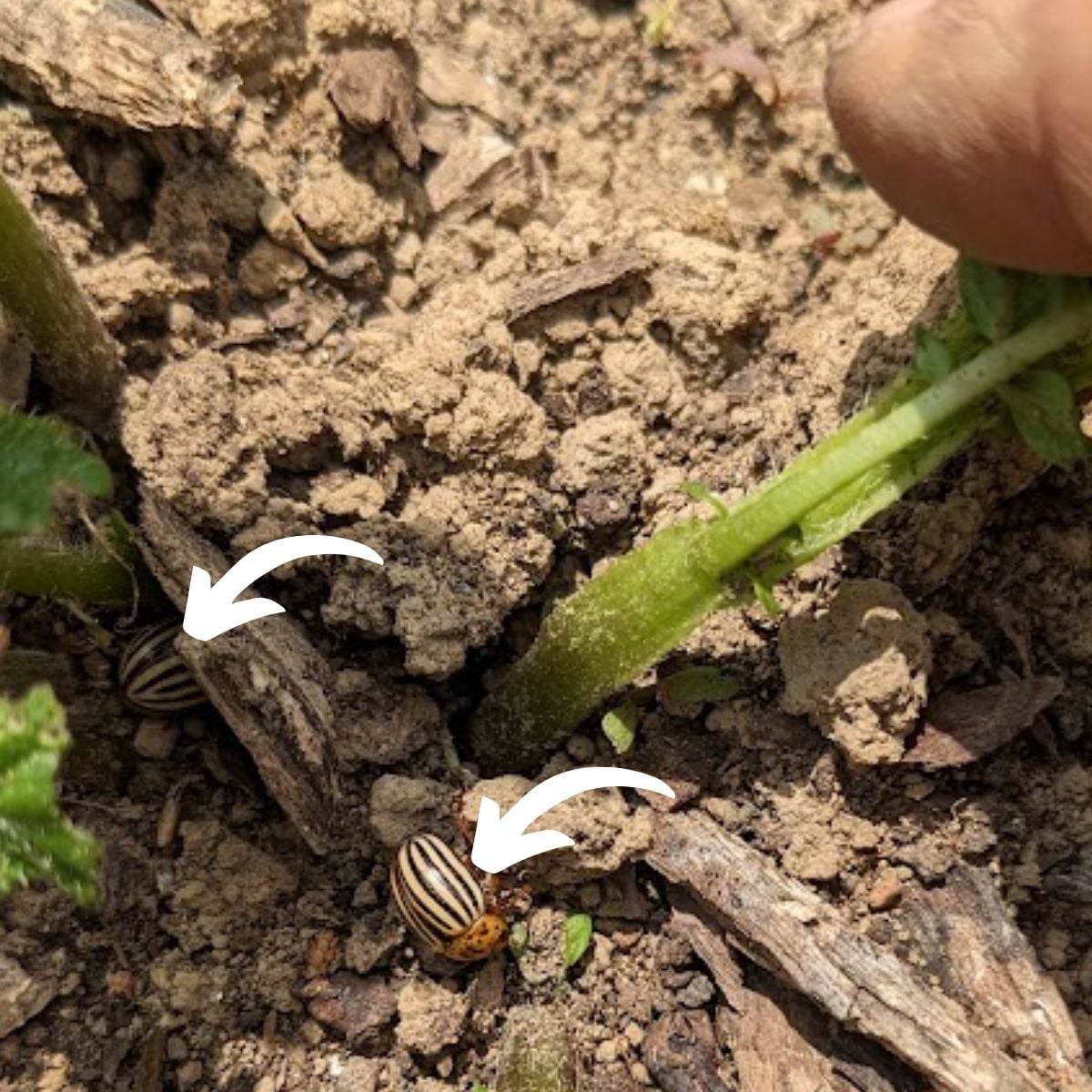 Colorado beetles at the bottom of a potato plant in the spring.