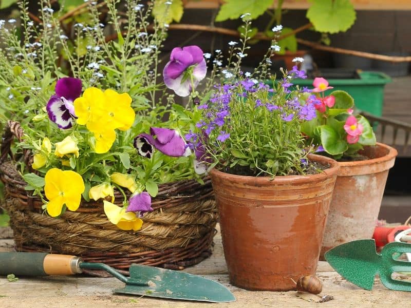 Colorful flower planters