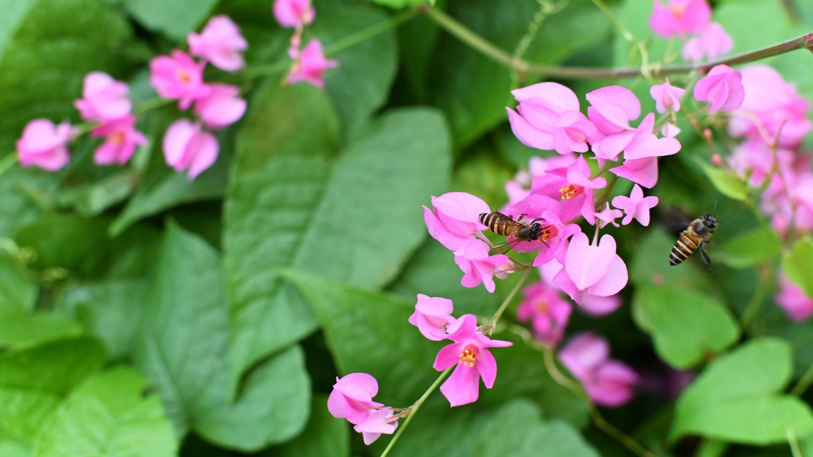 Beautiful pink flowering coral vine.