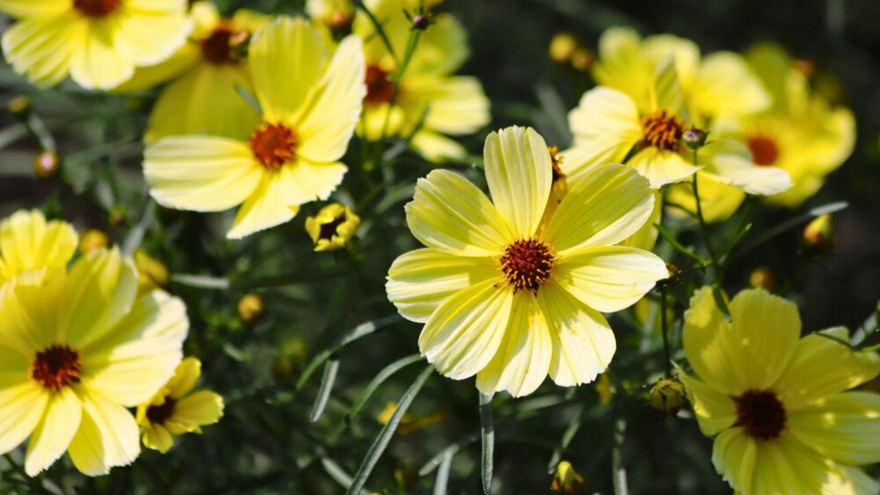 Coreopsis verticillata, tickseed yellow delicate flowers in garden.