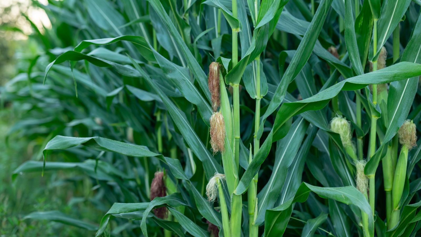Corn growing on a farm.