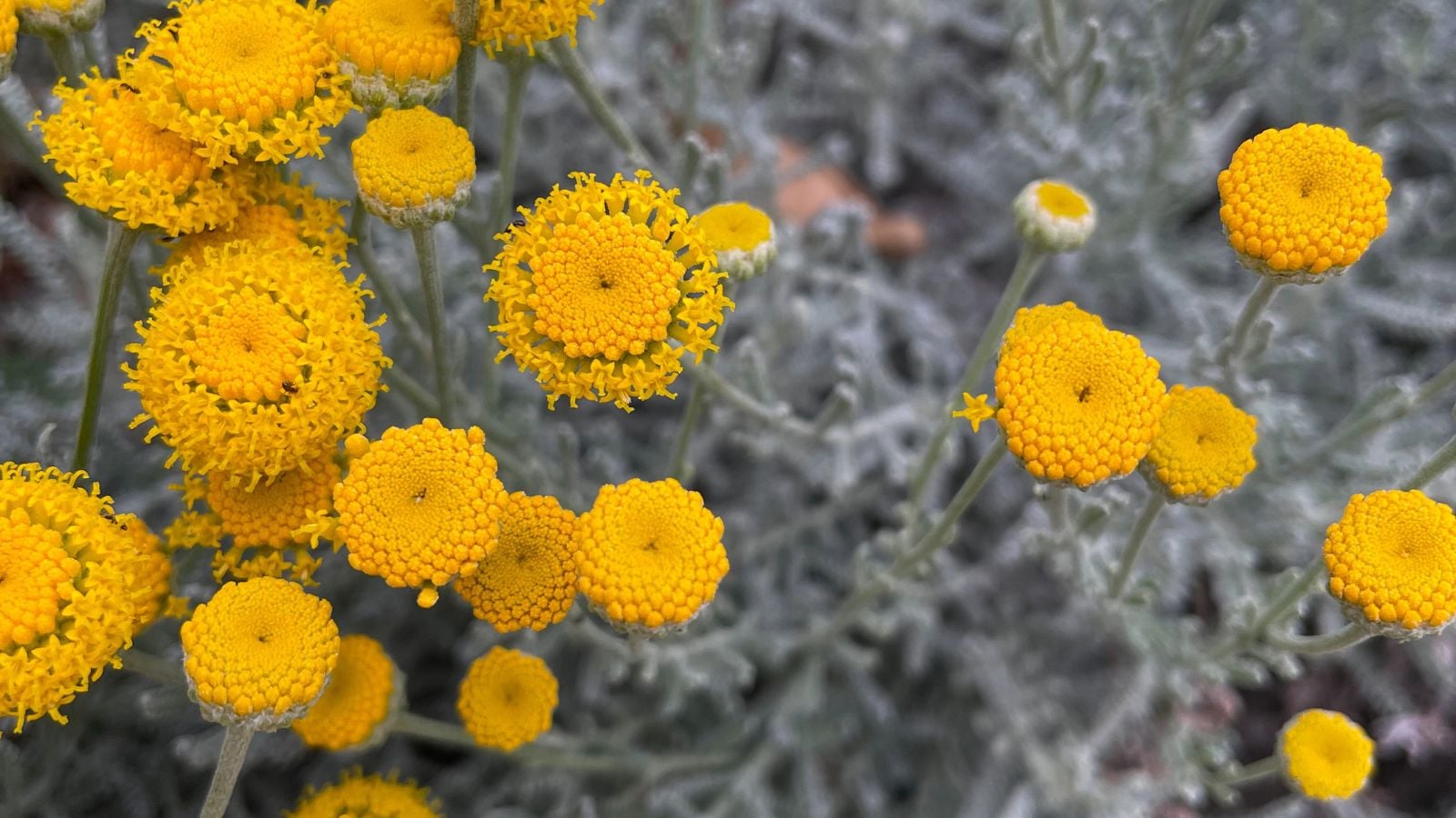 cotton lavender flowers.