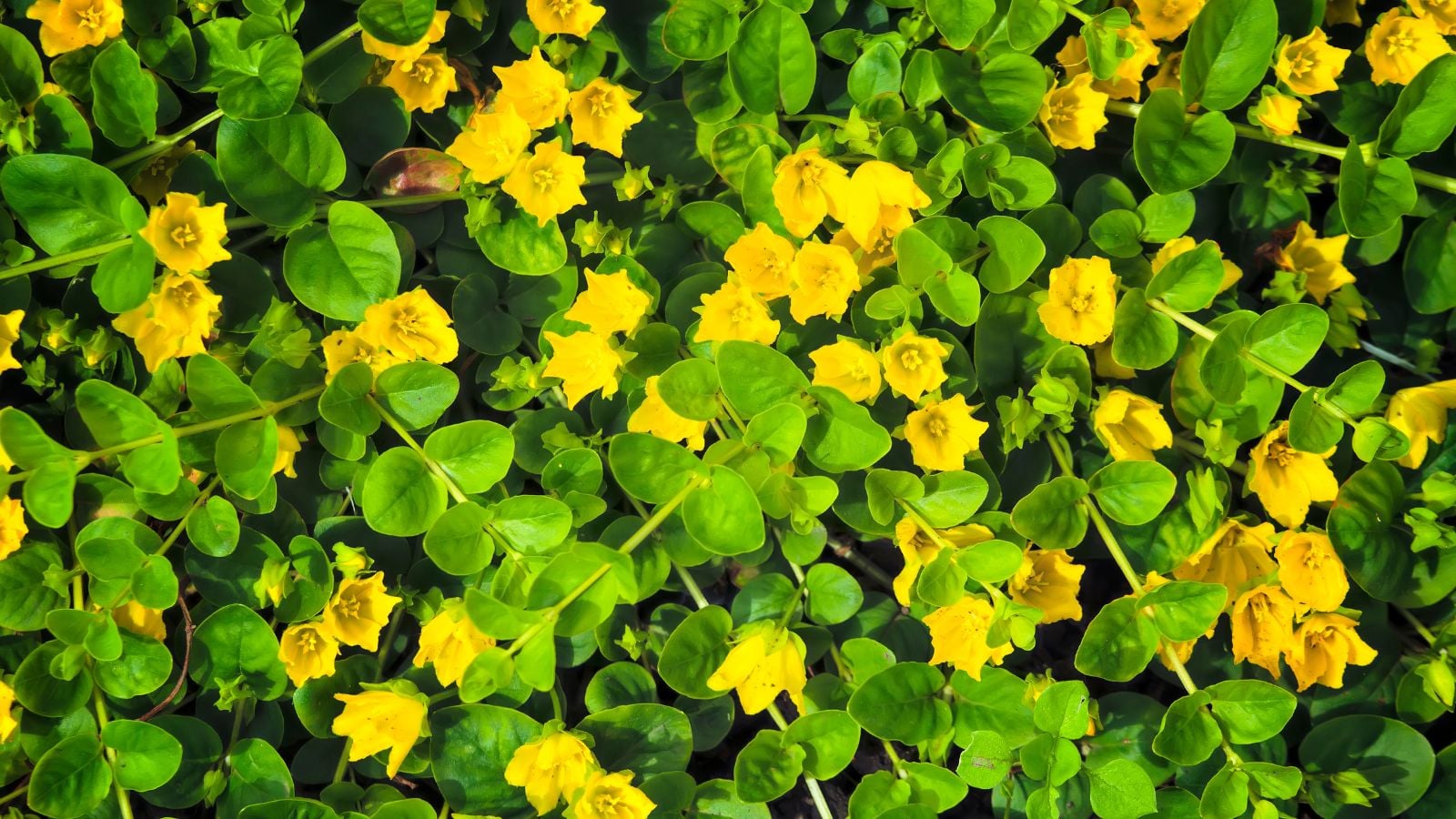 yellow creeping jenny flowers.