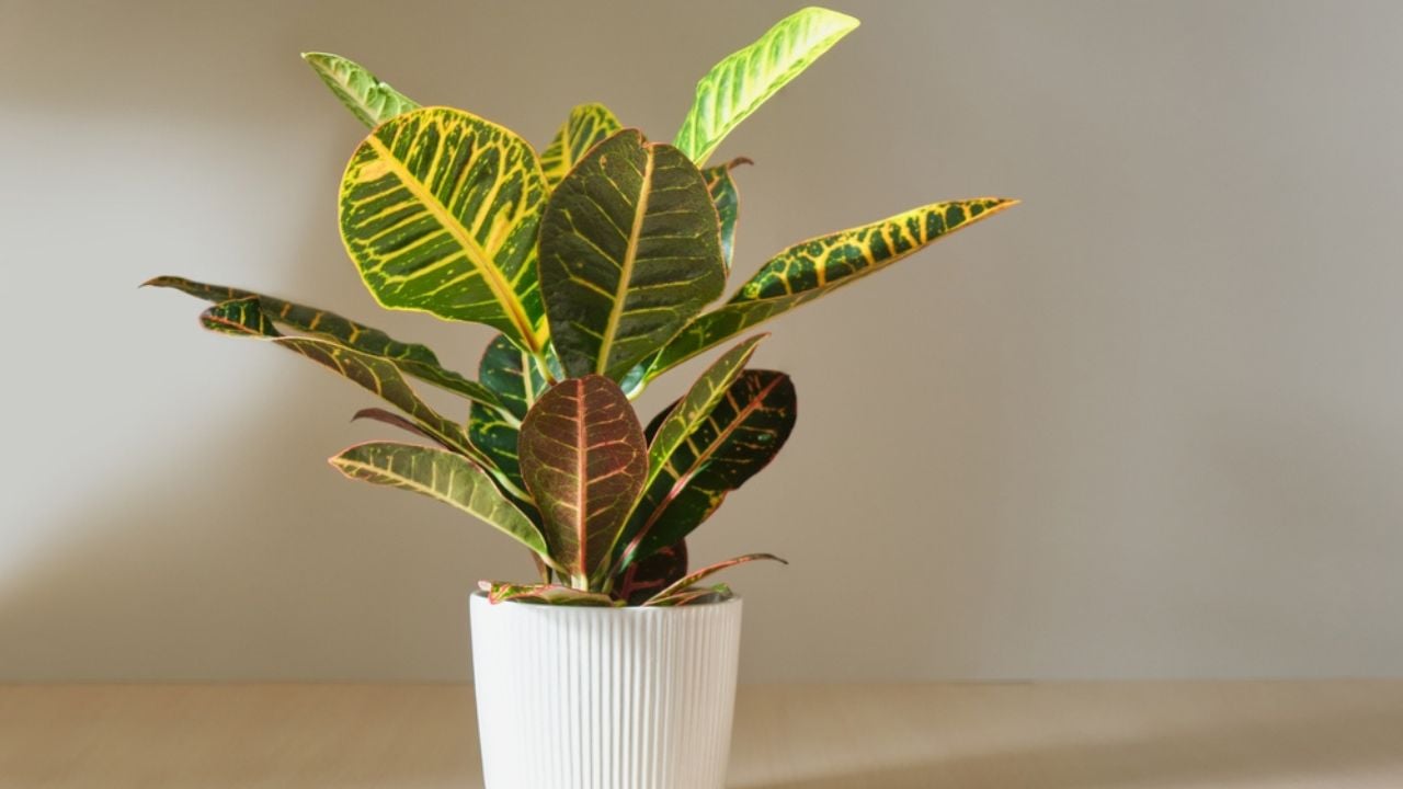 Croton flower in a white pot on a wooden table on a gray background, croton plant at home