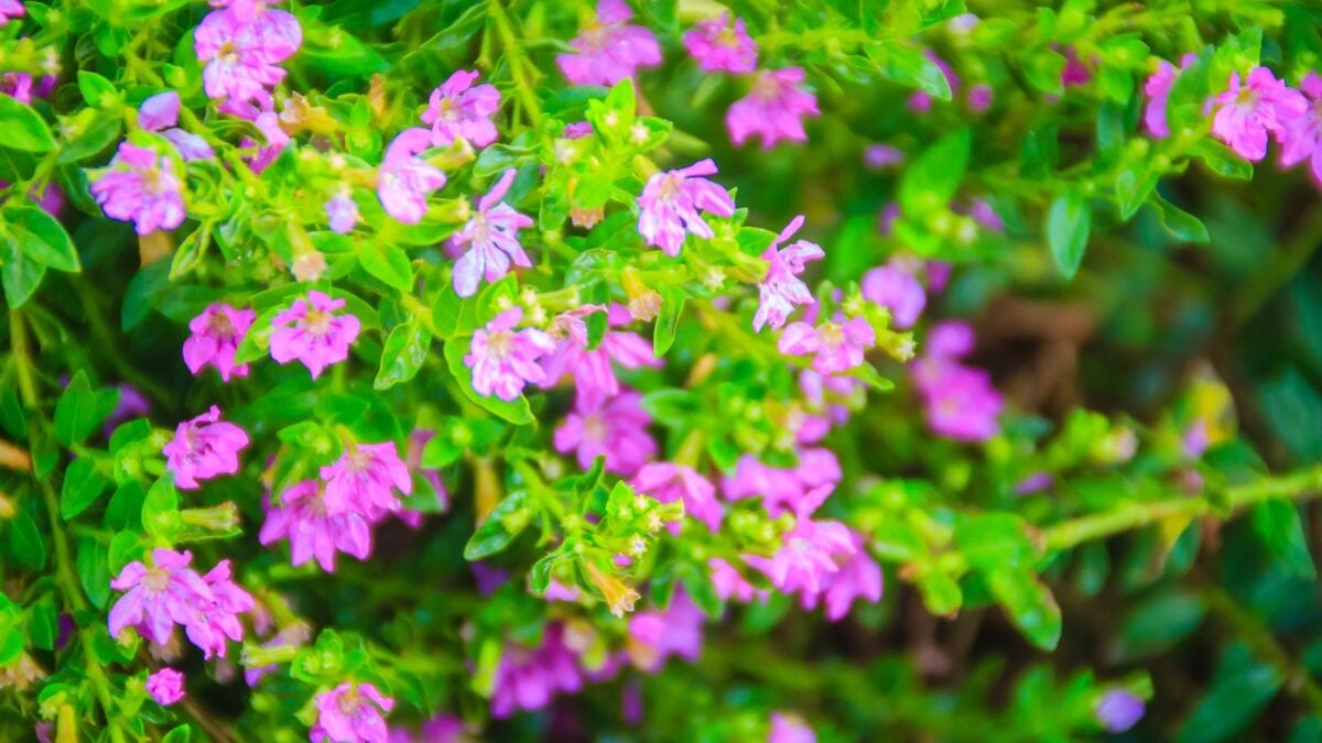 Cuphea hyssopifolia, false heather.