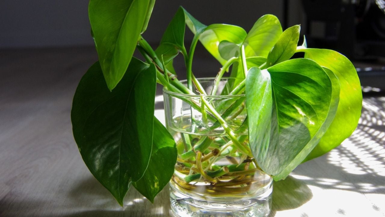 Cuttings of Pothos Leaves in Clear Glass of Water being Propagated