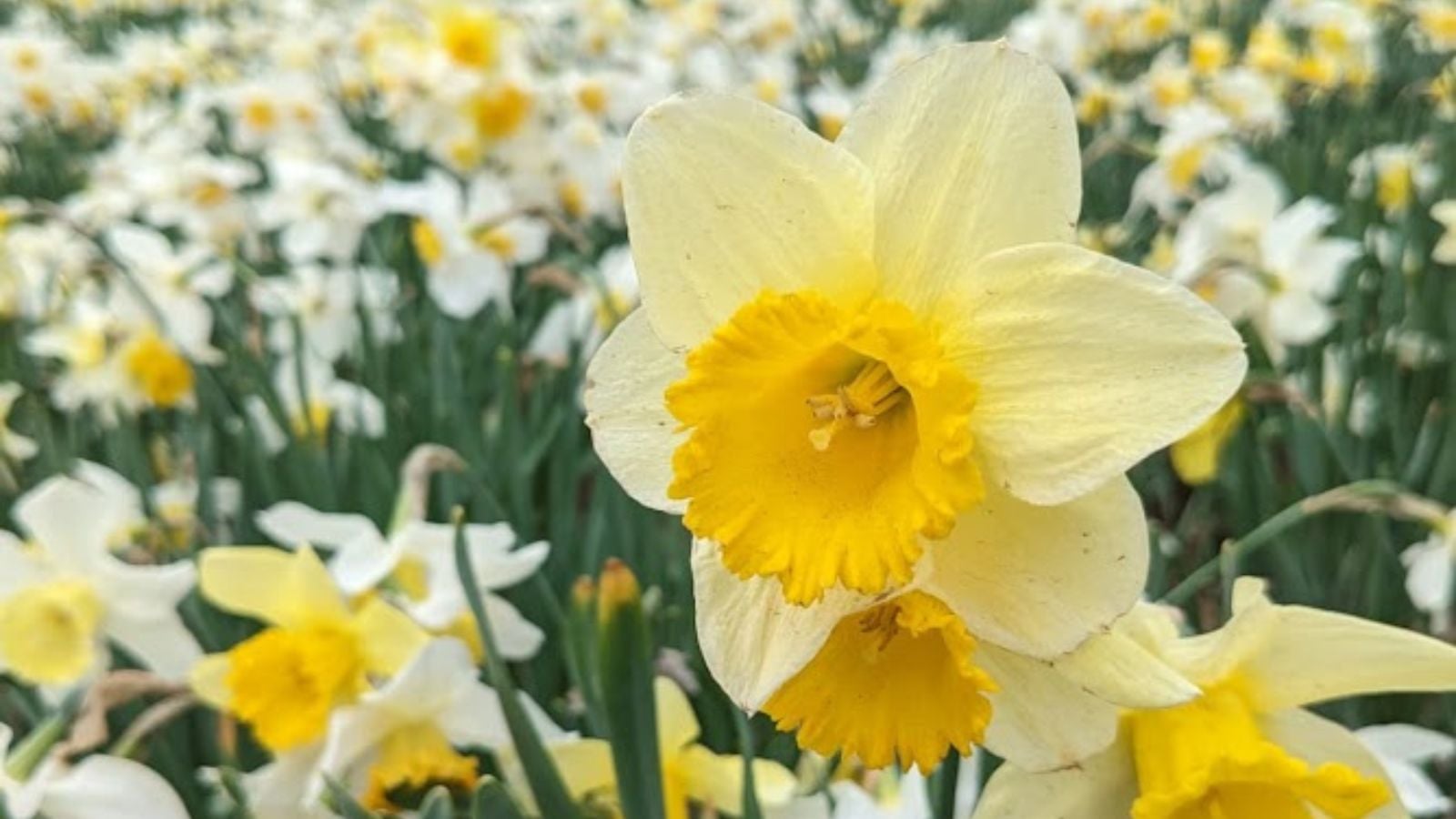 daffodils. 