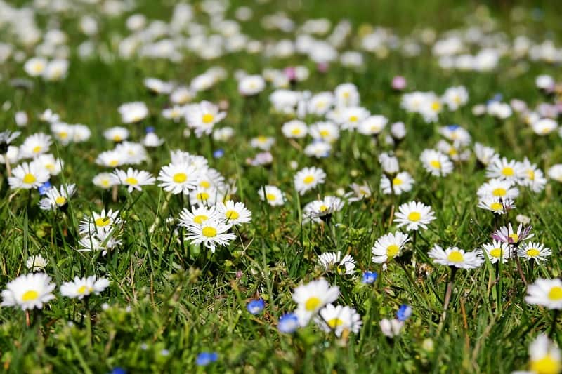 white daisies